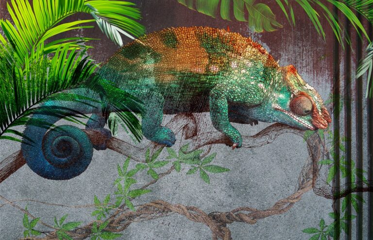 Fototapeta Zielony Kameleon