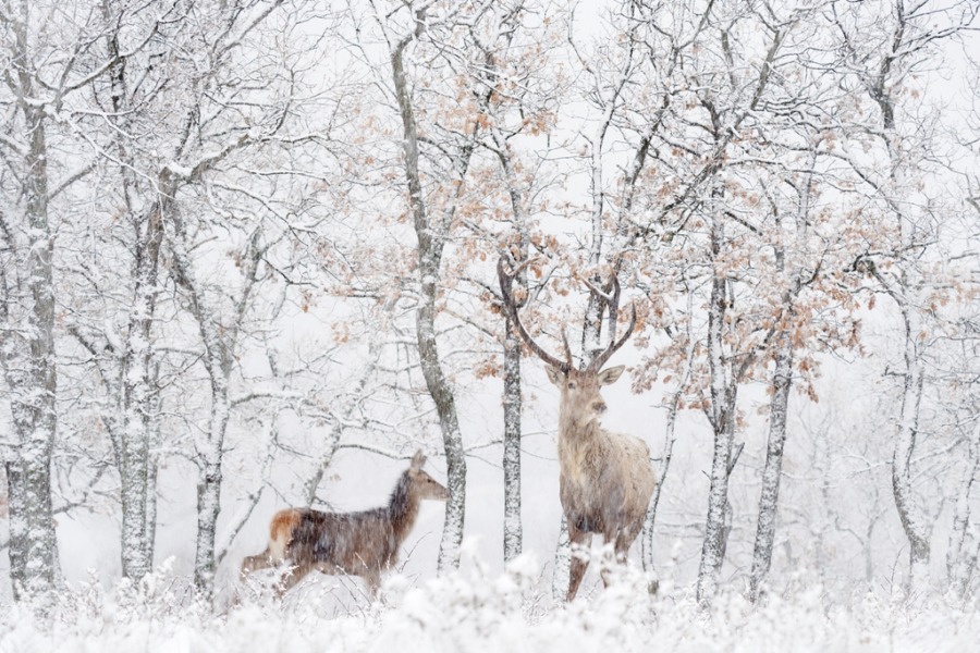 Fototapeta z motywem dzikiej natury w śnieżnej zimie Jelenie w Białym Lesie - zdjęcie numer 2