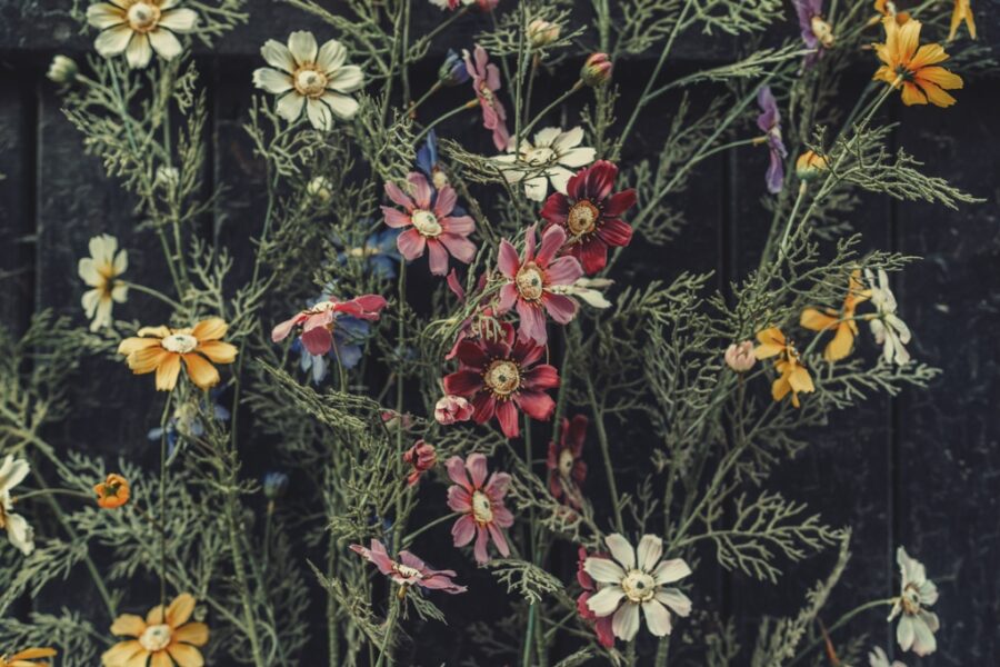 Fototapeta z motywem kolorowych kwiatów na ciemnym tle Ściana Kwiatów Ogrodowych - zdjęcie numer 2