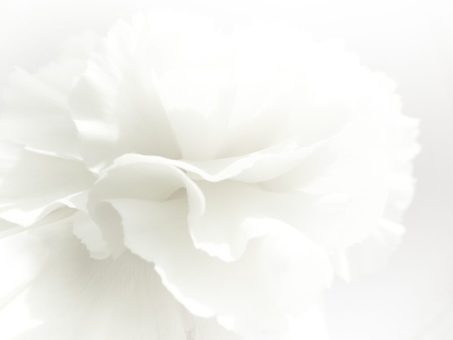 Fototapeta z motywem kwiatowym w powiększeniu i stylowej i ponadczasowej kolorystyce Biały Kwiat - zdjęcie numer 2