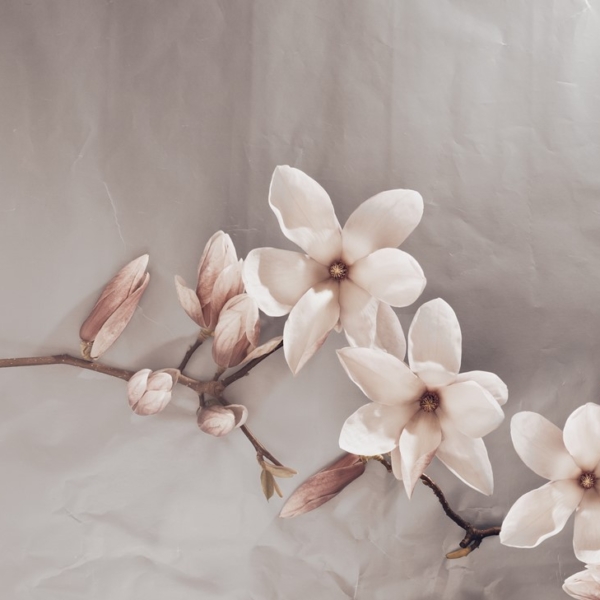 Fototapeta Beżowe Magnolie