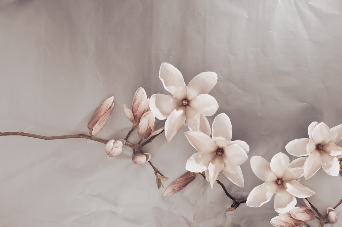 Fototapeta Beżowe Magnolie
