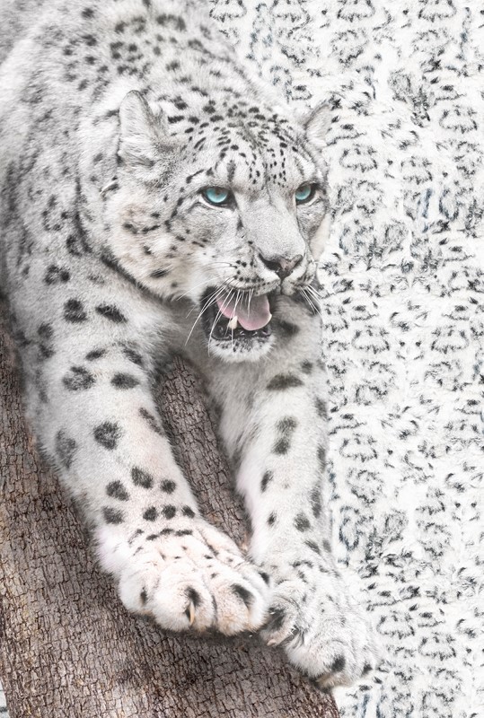 Wallpaper,,Mural,,White,Tiger,,Tiger,,Animals,,Tiger,Skin