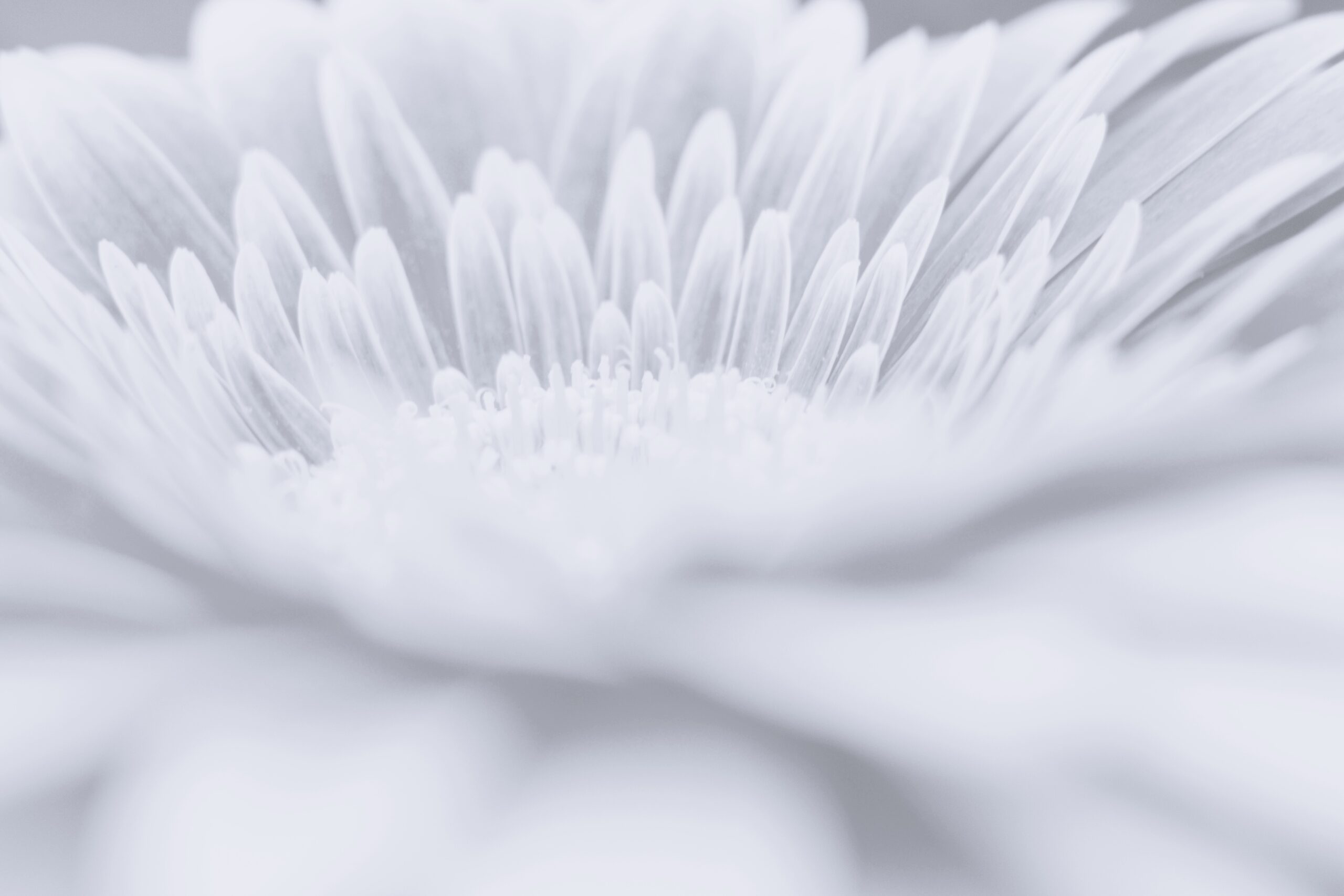 Artistic,High,Key,Monochrome,Closeup,Of,Delicate,Flower,Petals,With