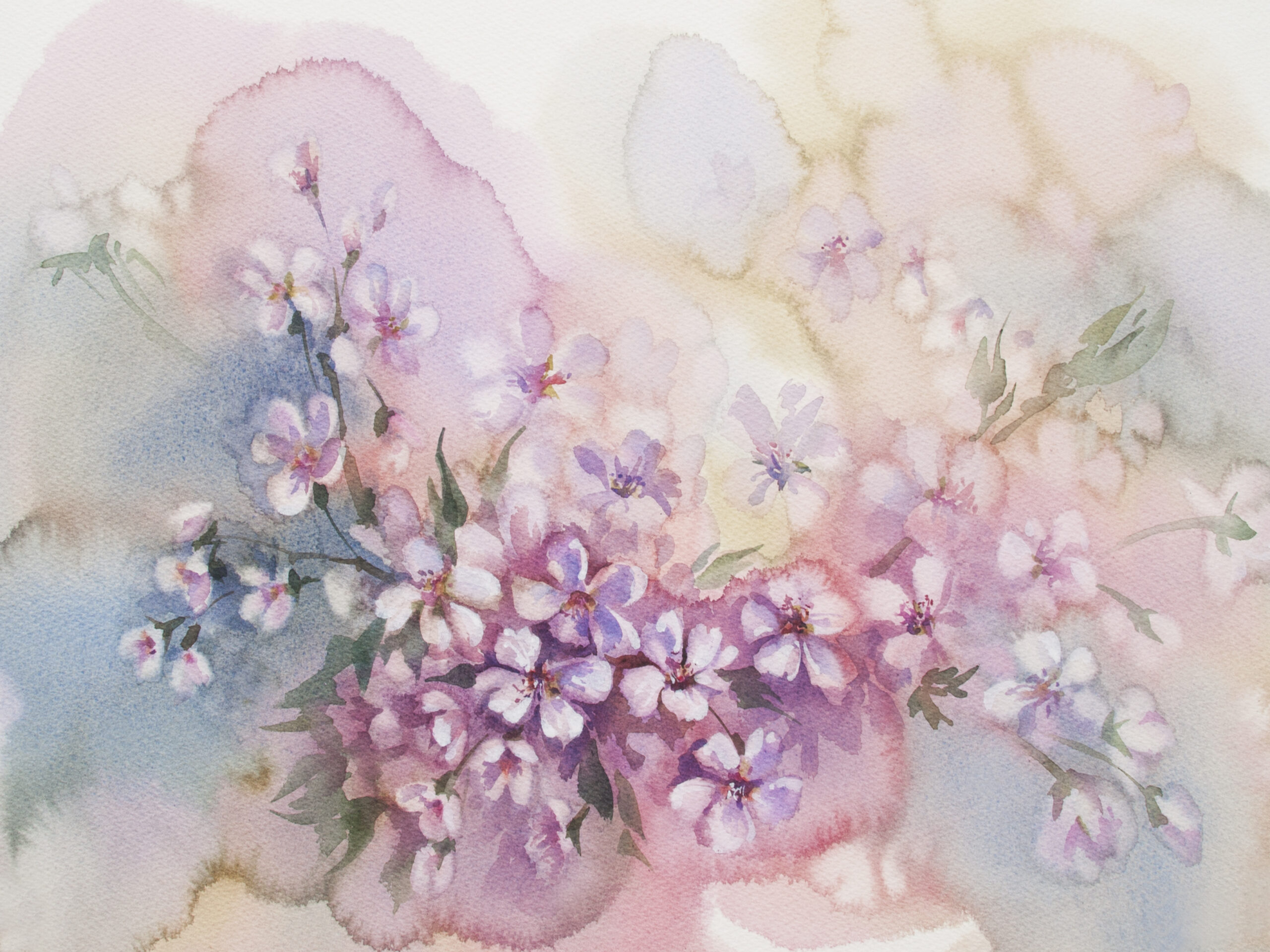 Sakura,Bloom,Watercolor